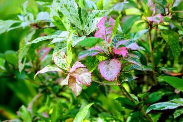 Hôtel Lanta Veranda Resort