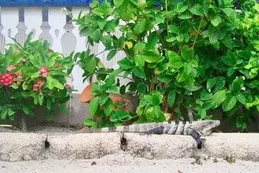 هتل San Pedro Holiday