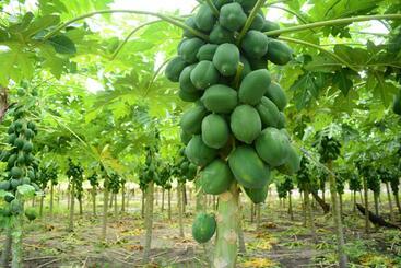 Pensiune Alesara Guest House