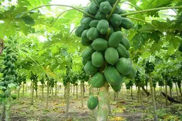 Pension Alesara Guest House