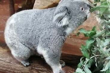 Pensiune Le Tulipier De Virginie