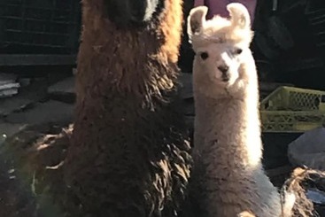 בית מלון כפרי Eco Lodge El Andinista