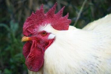 田舎風ホテル Ecotara Canary Islands