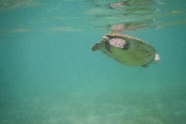 Отель Turtle Bay Beach Resort