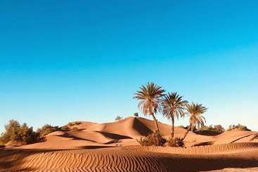 Hotel The Palm Grove