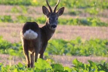 Жильё для туристов Netherton Farm Lodge
