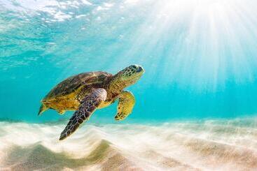 Hotel Sheraton Kosgoda Turtle Beach Resort