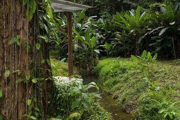 هتل Sonora Jungle & Yoga Retreat