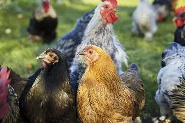 Pensão Mattsarve Gästgiveri