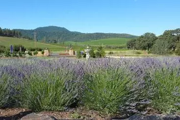 Aamiaismajoitus (B&B) Thorn Hill Vineyards Villa Suites