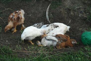 فندق Agritur Ai Masi