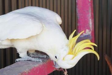 Motel Moruya Monarch