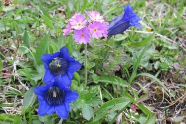 בית מלון כפרי Gemse