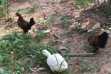 فندق The Saffron Airport