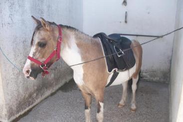 בית מלון כפרי Quinta Das Rolas Alojamento Local