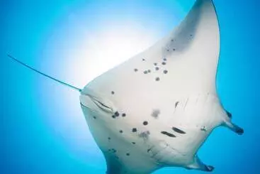 پانسیون Dhiguveli Maldives