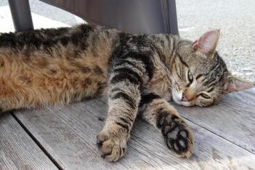 ペンション La Petite Houssaye