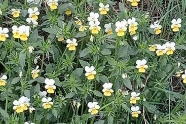 ベッドアンドブレックファースト Chambres Et Table D Hôtes La Combette