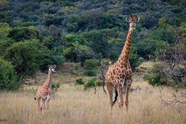 فندق ريفى Thaba Manzi Ranch