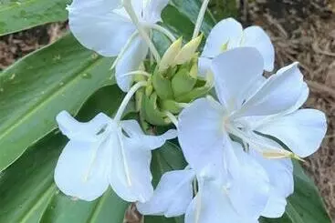 Aamiaismajoitus (B&B) Palmwoods Eco Escape