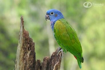 ホテル Tinamu Birding