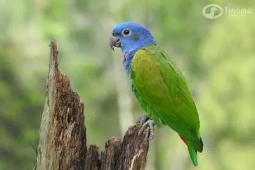 ホテル Tinamu Birding