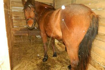 פנסיון Sadyba Pidkova