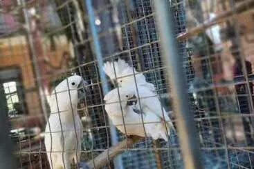 ホテル White Peacocks And Birds Resort