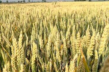 Hotell Tenuta Pizzone