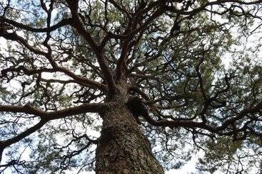 Отель Koyasan Sekishoin