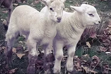 ホテル Ecogîte Rural La Clé Des Champs