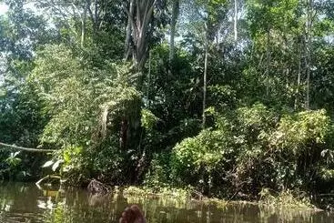 Pansiyon Misahualli Laguna Paikawe B&b