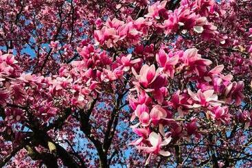 تختخواب و صبحانه Ti