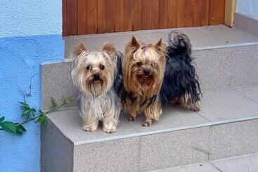 ペンション Café De La Crème