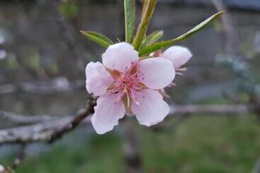 ベッドアンドブレックファースト Couloumine Breizh