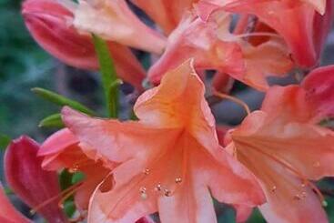 Bed and Breakfast Couloumine Breizh