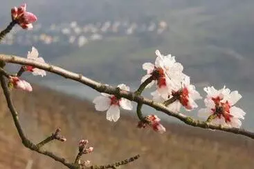Hotel Gastehaus Weingut Rossler