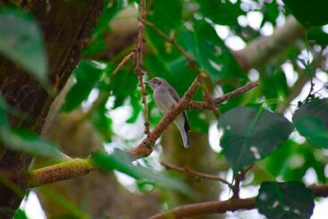 Bed and Breakfast Birds View