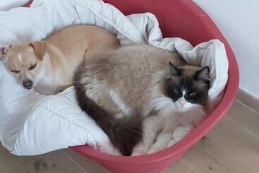 مبيت وإفطار Domaine De Codeval