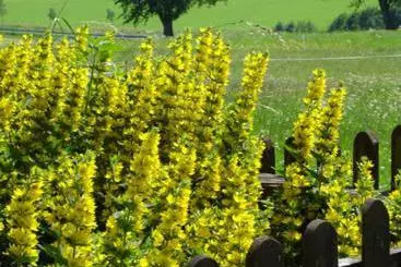 بيت ريفى Bauernhof Grasboeck