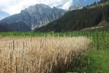 Dom wiejski Bauernhof Zieferhof