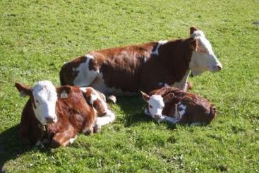 Сельский дом Bauernhof Kupfnerhof