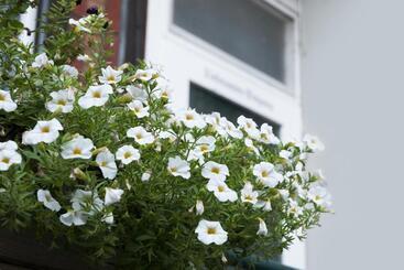 酒店 Hajo´s Germania Lodge & Irish Pub