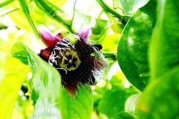 فندق El Caribeo   Nature Lodge