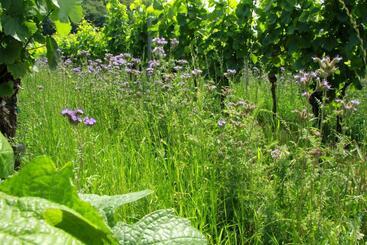 Отель & Gasthof Zum Rödelseer Schwan