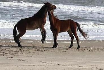 فندق صغير Wild Horse Inn