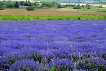 Majatalo Lavender Lodge