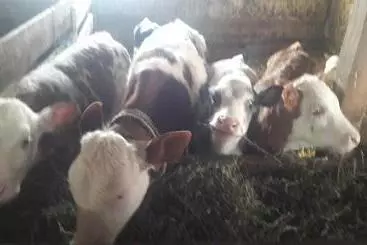 Pensiunea Agroturistica Green Odoba