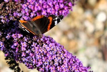 צימר Grytmanshoeve, Vakantiehuis Met Glamping