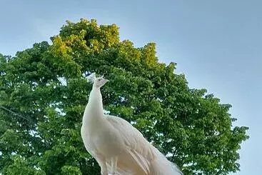 ペンション Pavão Real   Countryhouses